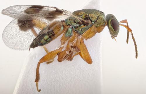 Cheiropachus quadrum